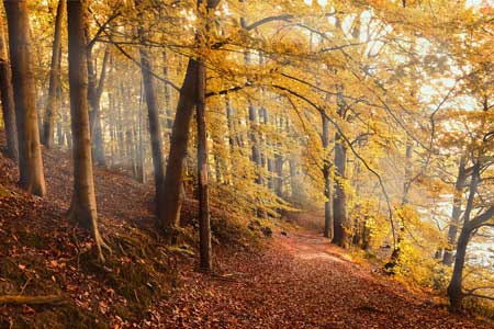Yoga et Automne : ce que signifie cette saison et comment s'y préparer