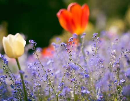 Yoga et Printemps : ce que signifie cette saison et comment s'y préparer