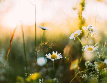 Yoga et Printemps : ce que signifie cette saison et comment s'y préparer
