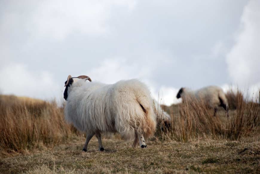 sejour-yoga-ecosse-juillet-2020_2