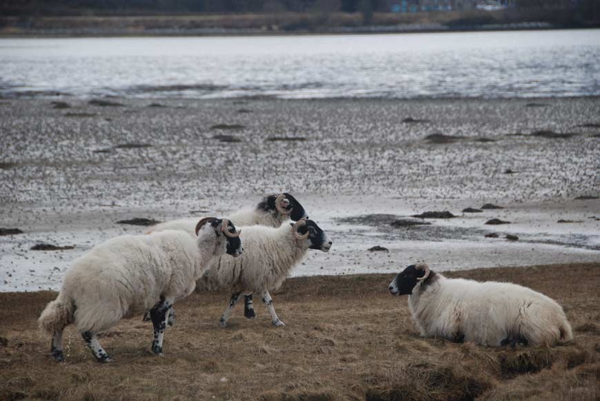 sejour-yoga-ecosse-juillet-2020_4