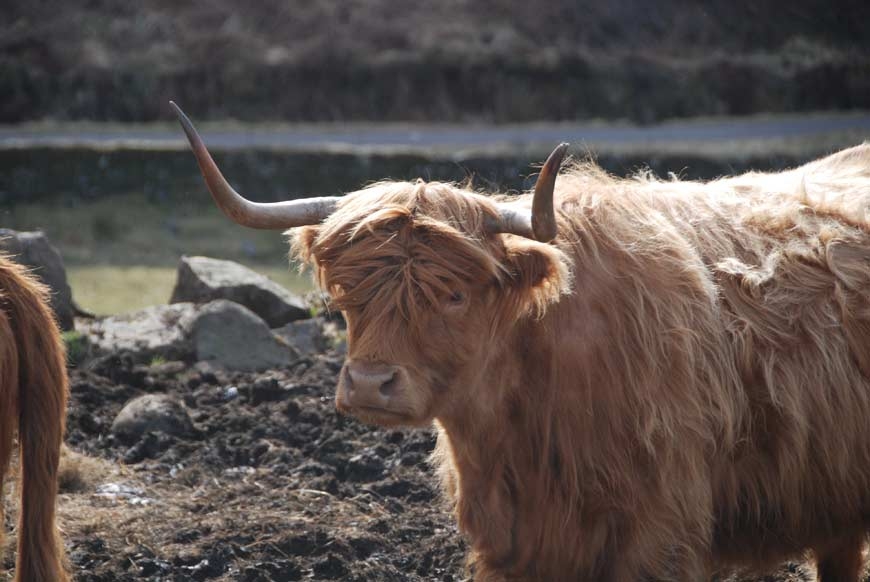 sejour-yoga-ecosse-juillet-2020_6